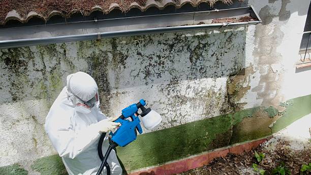 Trusted Mold Removal service in Mebane, NC - Cheap Mold Removal